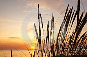 Beautiful sunset over grass field on the beach