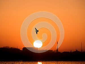 Beautiful sunset over Lake Dambovita Lacul Morii in Bucharest, Romania. Silhouette of a bird flying at sunset
