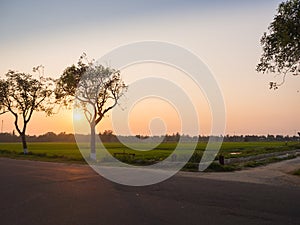 Beautiful sunset over a rice fields, with a tree next to a road in hoian city in Vietnam