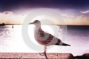 Beautiful sunset over sea with lonely seagull