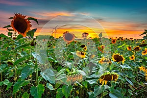 Beautiful sunset over the sunflower field in Poland