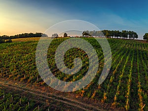 Beautiful Sunset over vineyard in Europe, aerial view