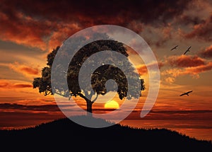 Beautiful Sunset over water tree silhouette nature landscape photo