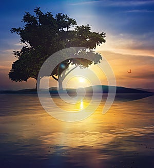 Beautiful Sunset over water trees silhouette nature landscape