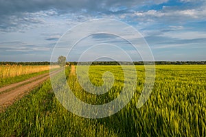 Beautiful sunset over the wheat field, developing wheat, beautiful golden wheat field, cultivated agricultural land