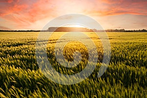 Beautiful sunset over the wheat field, developing wheat, beautiful golden wheat field, cultivated agricultural land