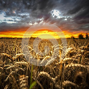 Beautiful sunset over a wheat field. Poland