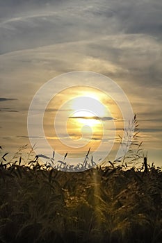Beautiful sunset over wheat field. Sunset evening
