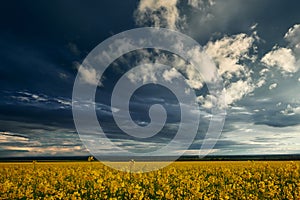 Beautiful sunset over yellow flowers rapeseed field, bright springtime landscape, dark sky, clouds and sunlight