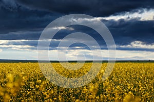 Beautiful sunset over yellow flowers rapeseed field, bright springtime landscape, dark sky, clouds and sunlight