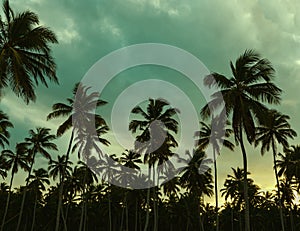 Beautiful sunset, palm trees and azure blue green