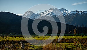 Beautiful sunset panorama of cows grazing with snow capped mountains in the background on a winter day, New Zealand