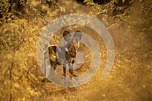 A beautiful sunset photograph of an African wild dog