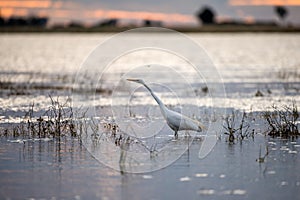 A beautiful sunset photograph of white Egret bird hunting for its prey