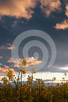Beautiful sunset - rapeseed flower closeup, bright springtime landscape, dark sky, clouds and sunlight
