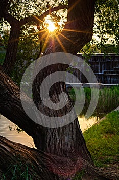 A beautiful sunset with real sunbeams in the form of a star between the branches of a thick old coastal tree against the backdrop