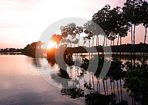 Beautiful sunset with reflection mangroves on the water at fish pond