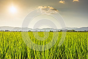 Beautiful sunset rice fields with mountain