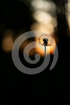 Beautiful sunset scene with silhouette of dandelion in foreground.