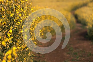 Beautiful sunset scene view at sunhemp flowers field