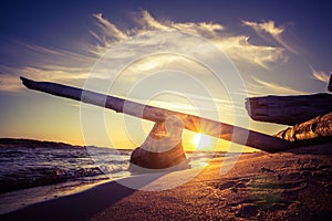 A beautiful sunset seaside scenery with an old tree parts on the beach.