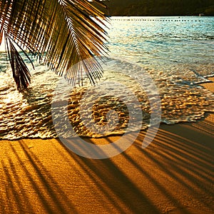 Beautiful sunset at Seychelles beach with palm tree shadow