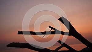 Beautiful sunset with silhouette of tree branches