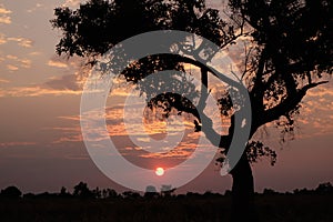 Beautiful sunset with silhouette tree and wooden hut in foreground