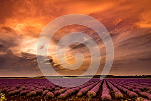 Beautiful sunset sky with dramatic clouds over a field of lavender and wind turbines
