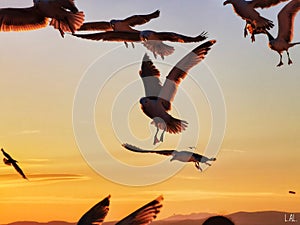 Beautiful sunset sky with flying birds sillouettes with spread wings. Scenic sky background photo