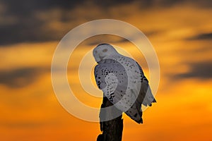 Beautiful sunset sky with flying owl. Snowy owl, Nyctea scandiaca, rare bird sitting on the tree trunk