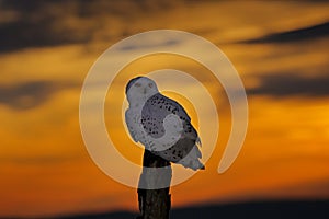 Beautiful sunset sky with flying owl. Snowy owl, Nyctea scandiaca, rare bird sitting on the tree trunk