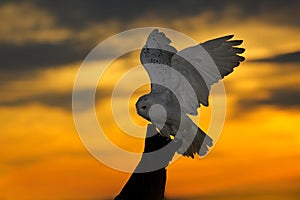 Beautiful sunset sky with flying owl. Snowy owl, Nyctea scandiaca, rare bird sitting on the tree trunk. Orange sky with evening ow photo