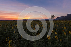 Beautiful after sunset sky over full bloom sunflower field