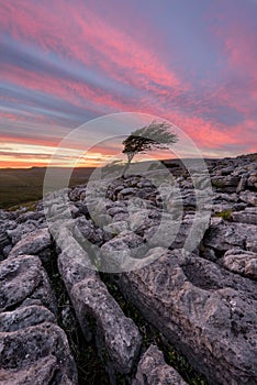 Beautiful sunset sky over lone tree with rocks in foreground. Taken in Yorkshire Dales, UK.