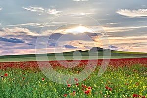 Beautiful sunset sky with white clouds over a green summer field with poppies