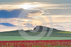 Beautiful sunset sky with white clouds over a green summer field with poppies