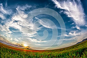 Beautiful sunset sky with white clouds over a green summer field with poppies