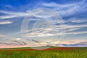 Beautiful sunset sky with white clouds over a green summer field with poppies