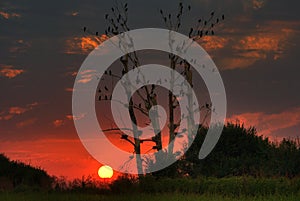 Beautiful sunset with sleeping birds