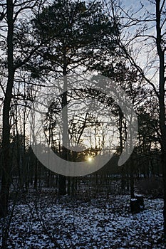 Beautiful sunset in a snowy forest in January. Berlin, Germany