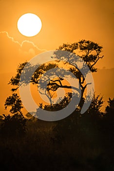 Beautiful sunset in South Africa game reserve