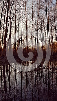 Spring sunset in the forest