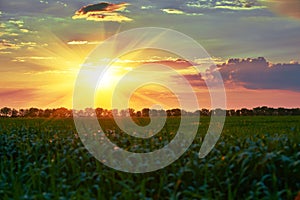 Beautiful sunset in spring. Green field, wild landscape. Big sun in cloudy sky. Tree silhouette.