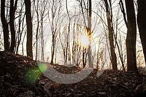 Beautiful sunset sun shining through leafless trees in spring forest with natural green light glare