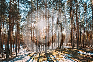 Beautiful Sunset Sun Sunshine In Sunny Early Spring Coniferous Forest. Sunlight Sun Rays Shine Through Pine Woods In