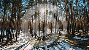 Beautiful Sunset Sun Sunshine In Sunny Early Spring Coniferous Forest. Sunlight Sun Rays Shine Through Pine Woods In