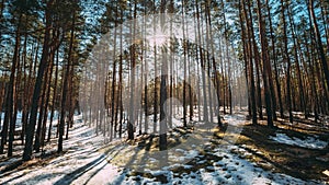 Beautiful Sunset Sun Sunshine In Sunny Early Spring Coniferous Forest. Sunlight Sun Rays Shine Through Pine Woods In