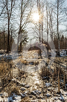 Beautiful Sunset Sun Sunshine In Sunny Early Spring Forest. Sunlight Sun Rays Shine Through In Forest Landscape Covered Snow In