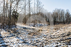 Beautiful Sunset Sun Sunshine In Sunny Early Spring Forest. Sunlight Sun Rays Shine Through In Forest Landscape Covered Snow In